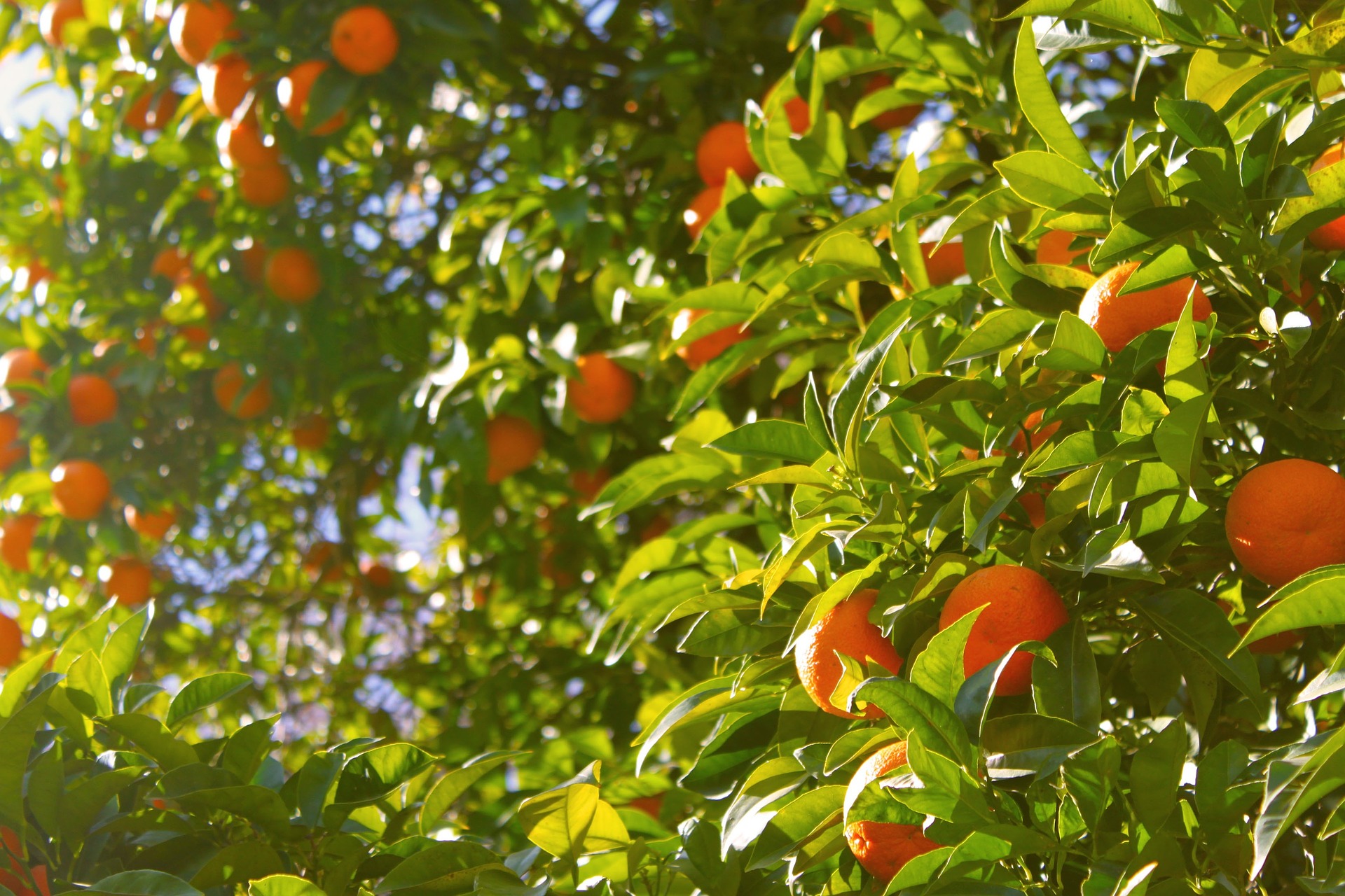 Produtores de laranja encontram em MS ambiente propício e seguro para investir