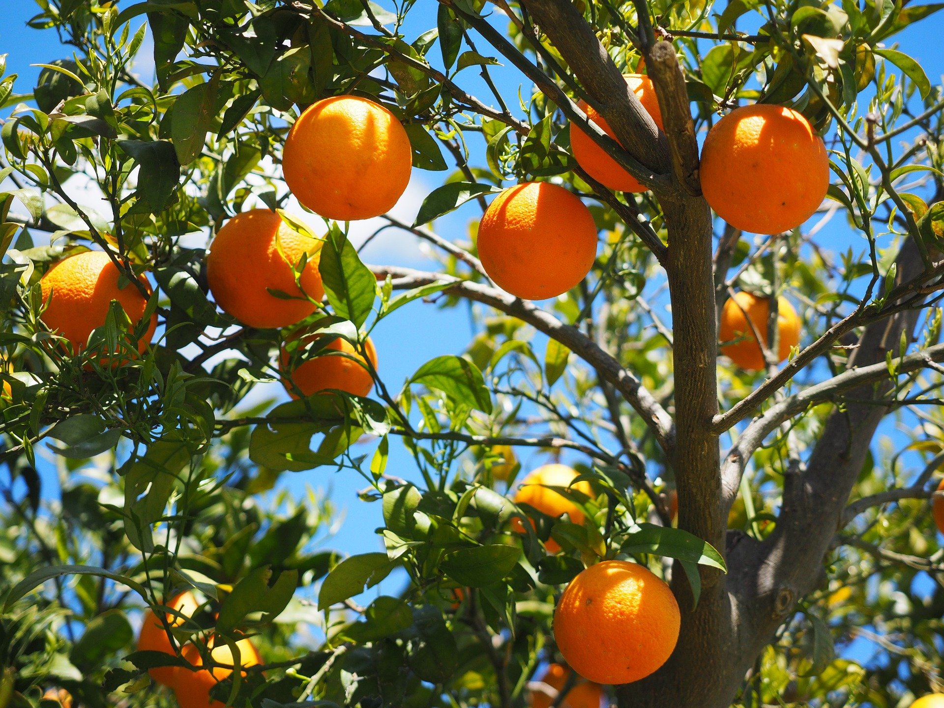 Citros/Cepea: Preços da laranja caem em abril; contratos para 24/25 voltam a se aquecer