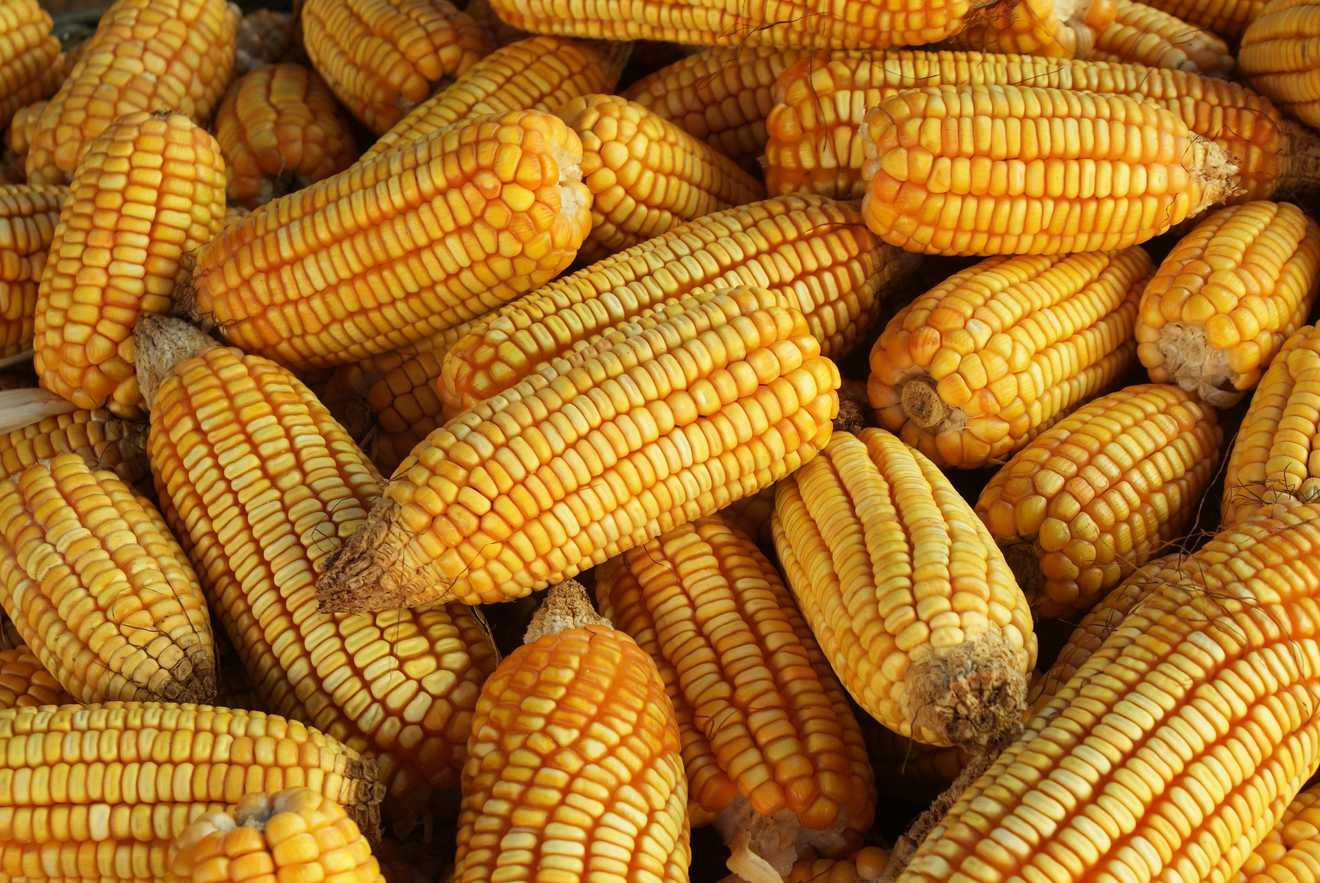 Colheita do milho avança no Brasil impulsionada pelo clima